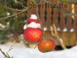 Winterapfel